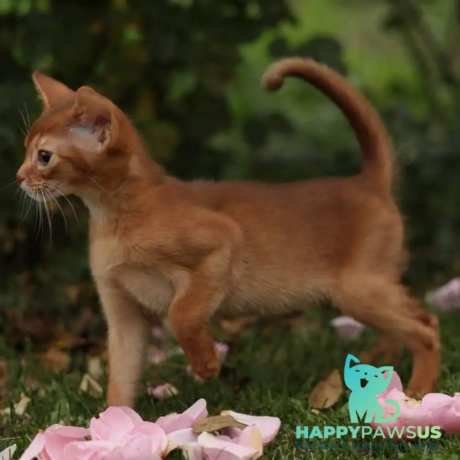 Lessi Abyssinian female sorrel - live animals