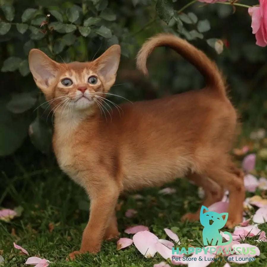 Lessi Abyssinian female sorrel - live animals