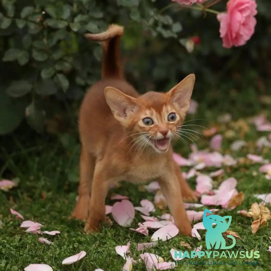 Lessi Abyssinian female sorrel - live animals