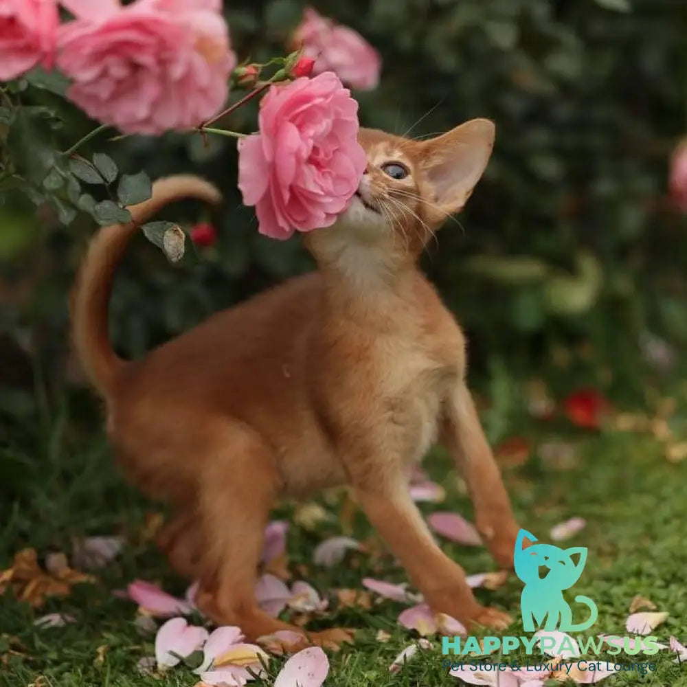 Lessi Abyssinian female sorrel - live animals