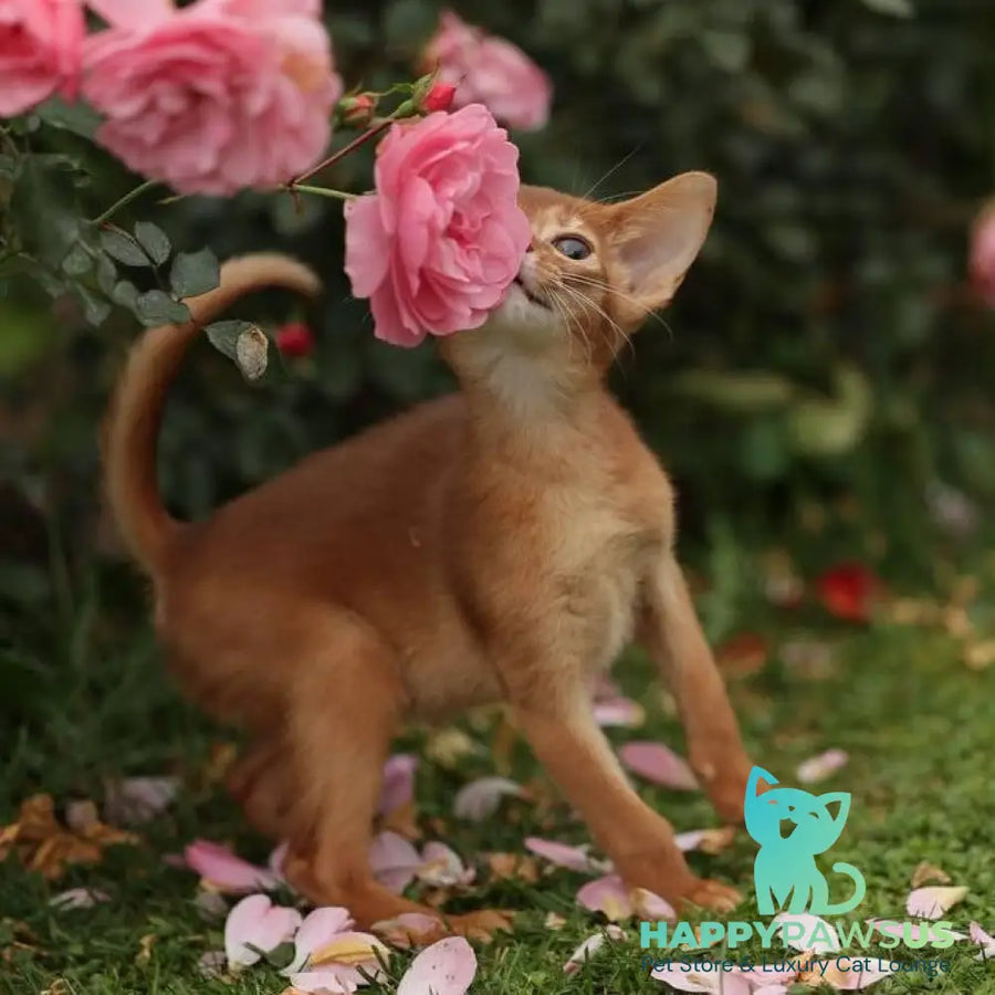 Lessi Abyssinian female sorrel - live animals