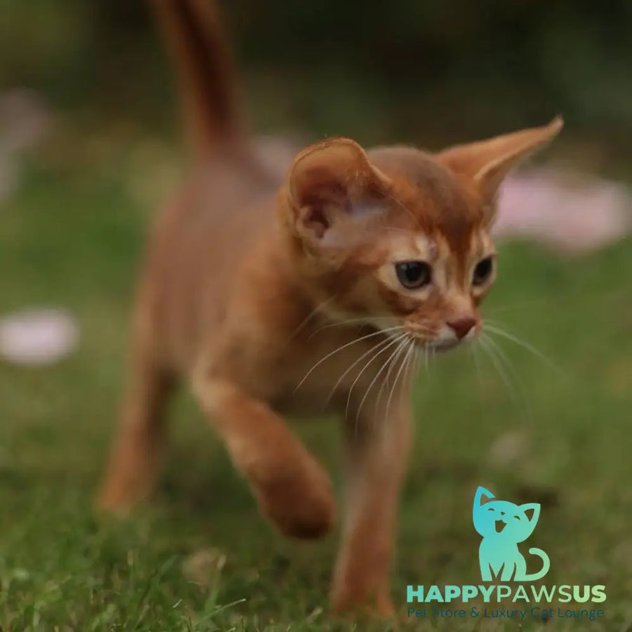 Lessi Abyssinian female sorrel - live animals