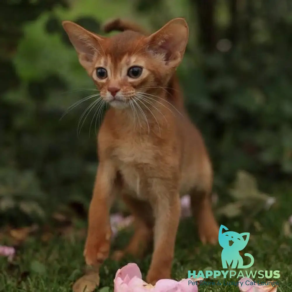 Lessi Abyssinian female sorrel - live animals