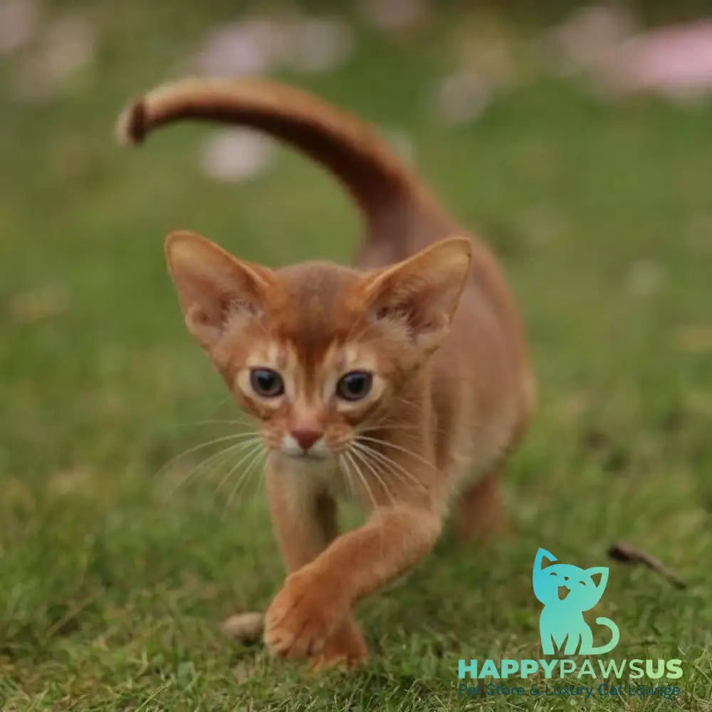 Lessi Abyssinian female sorrel - live animals