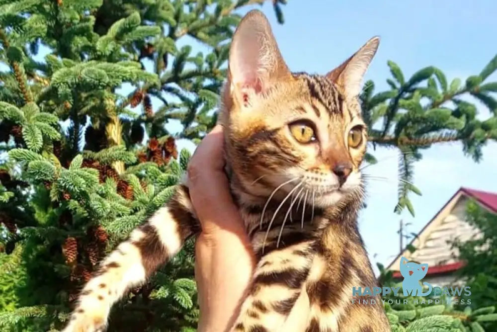 Lesya Bengal female black spotted tabby - live animals