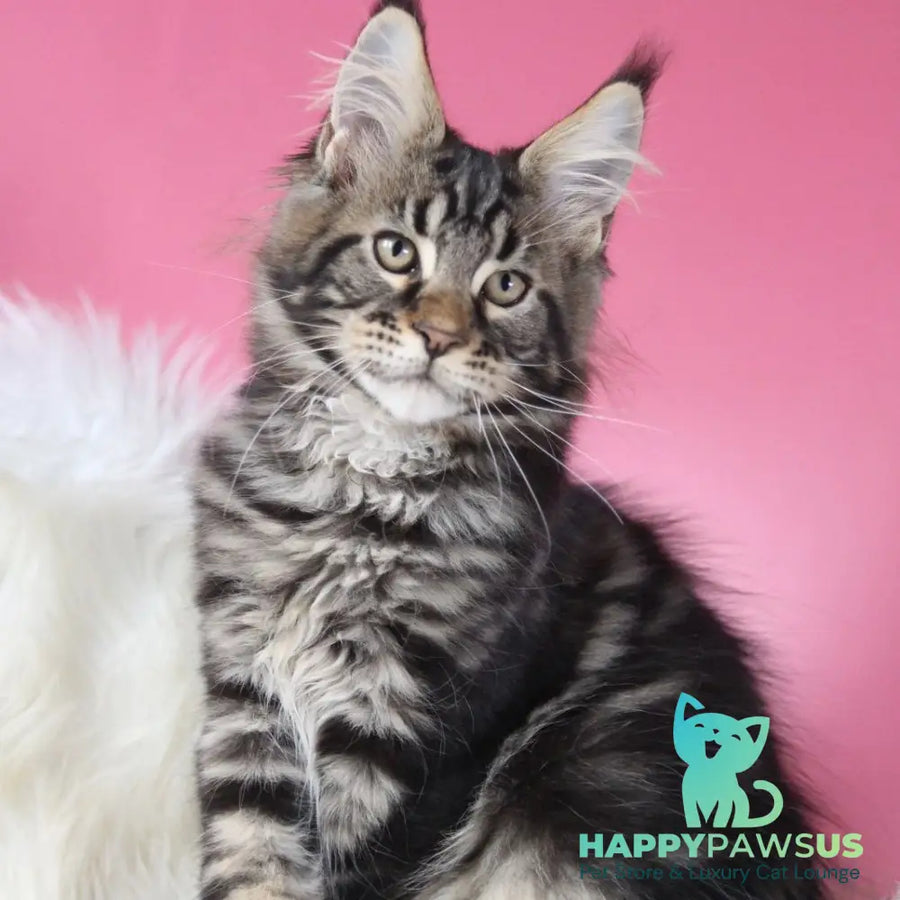 Leva Maine Coon male black tabby - live animals