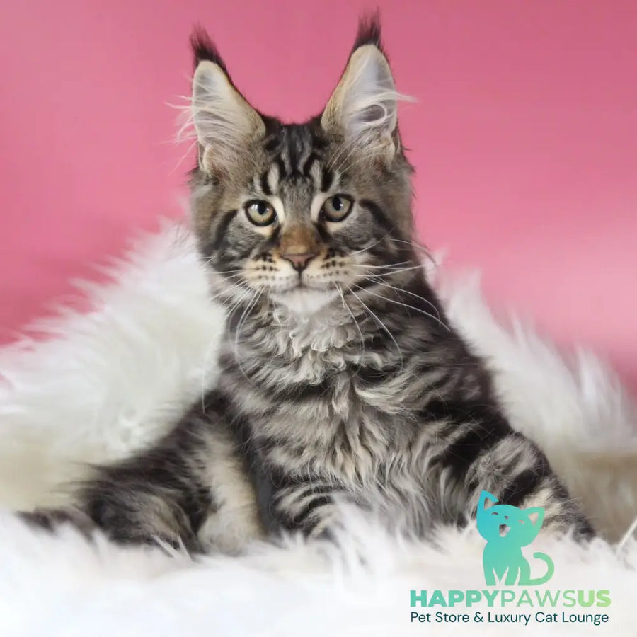 Leva Maine Coon male black tabby - live animals