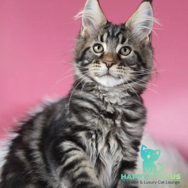 Leva Maine Coon male black tabby - live animals
