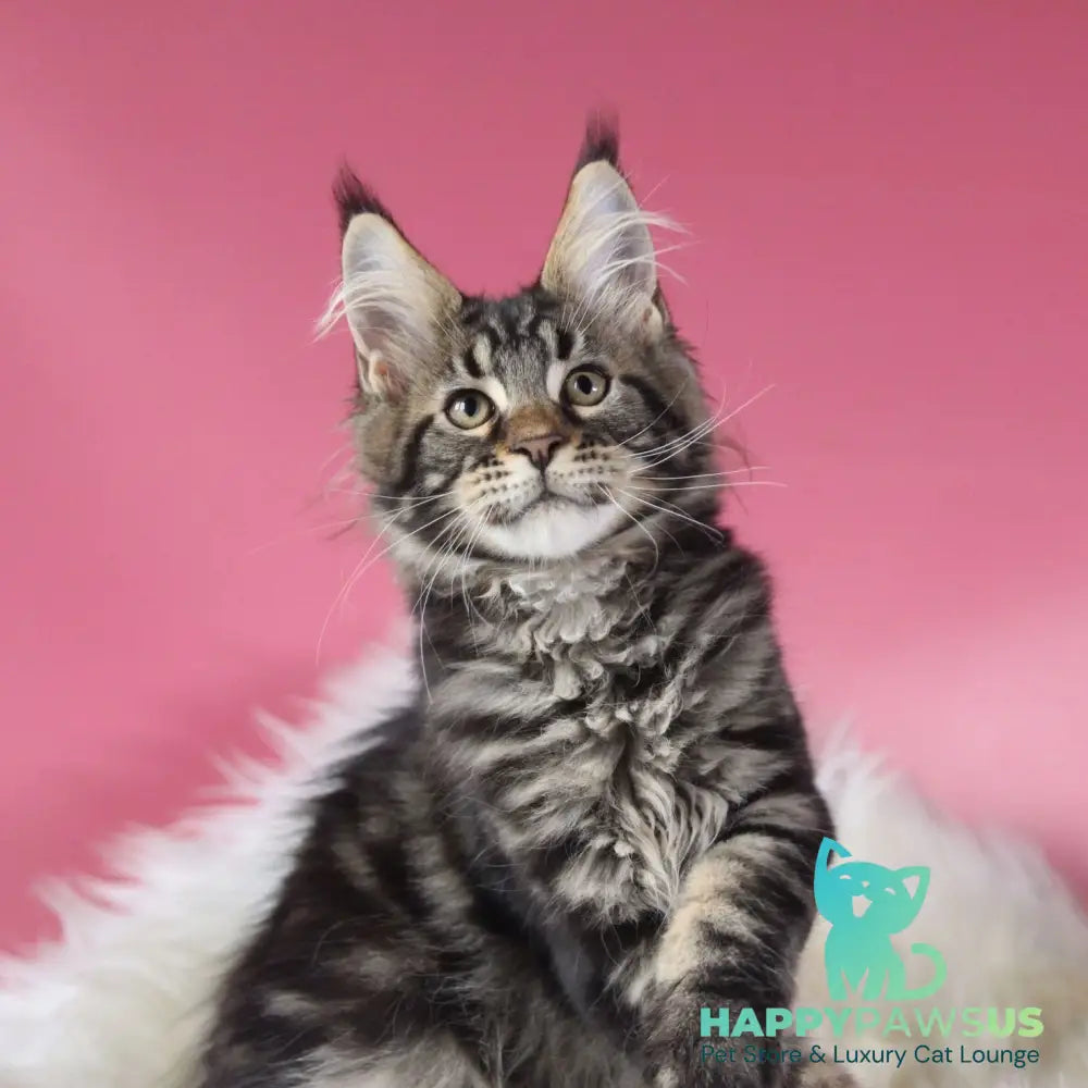 Leva Maine Coon male black tabby - live animals