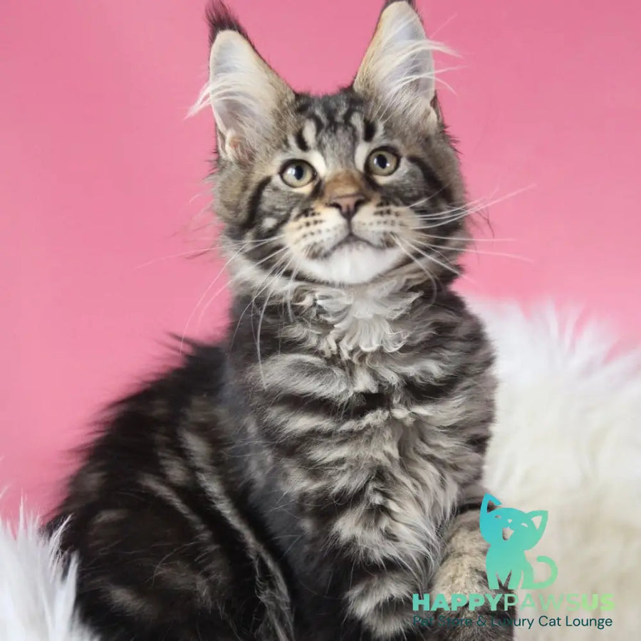 Leva Maine Coon male black tabby - live animals