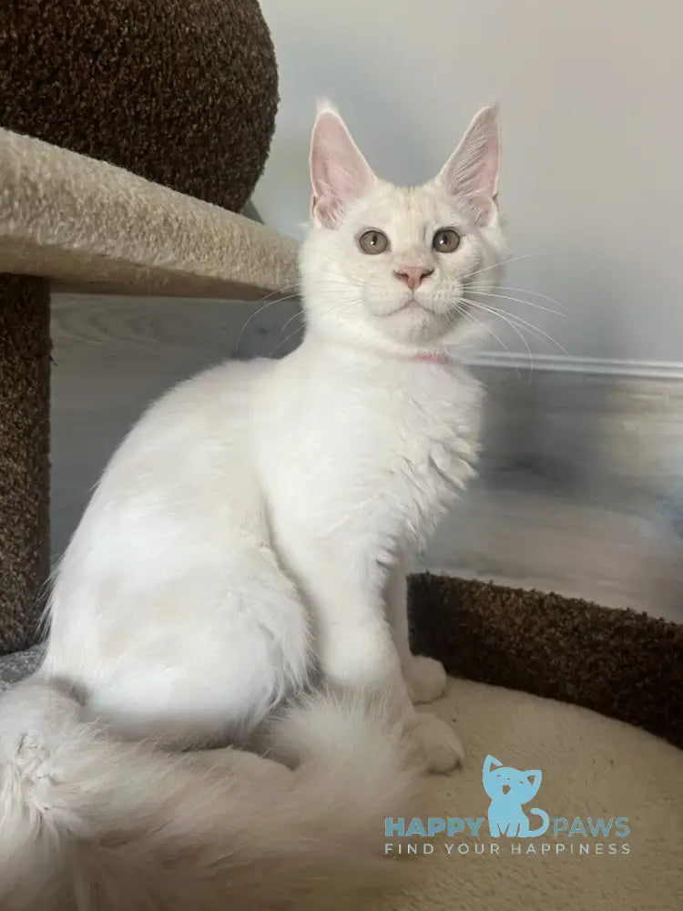 Leva Maine Coon male red silver live animals