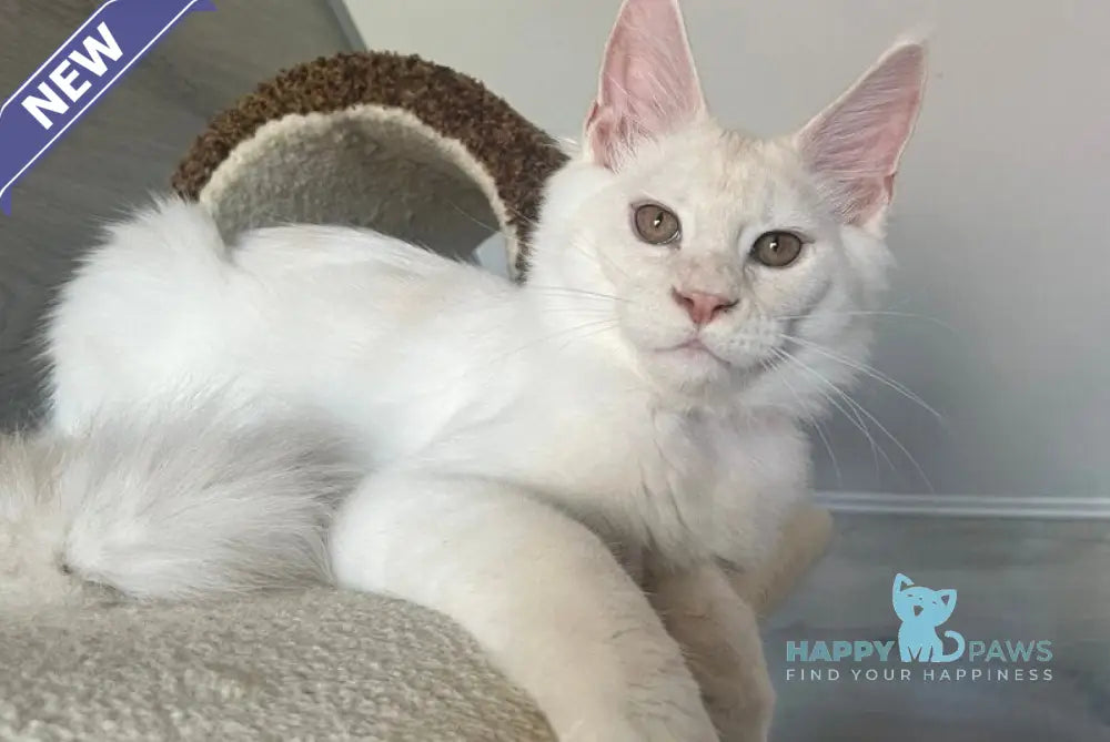 Leva Maine Coon male red silver live animals