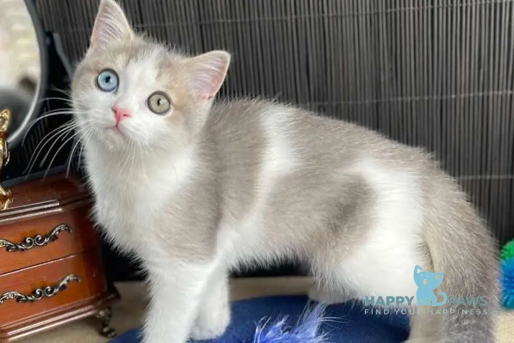 Leva Scottish Straight male blue bicolour live animals