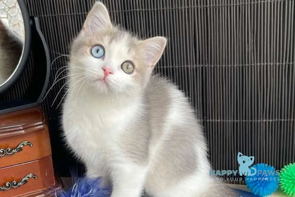 Leva Scottish Straight male blue bicolour live animals