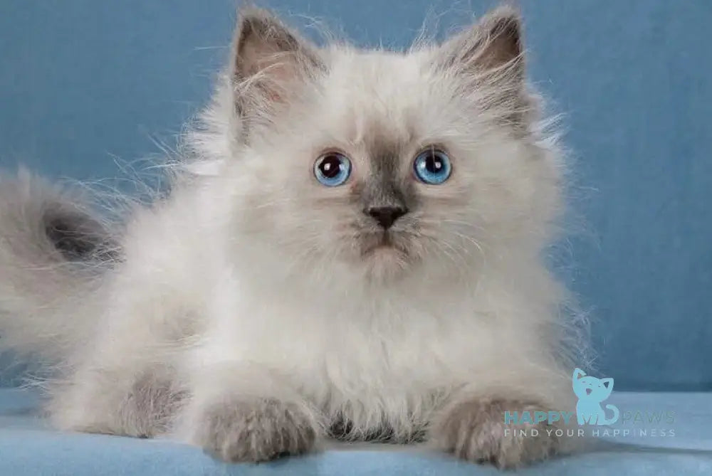 Levushka Neva Masquerade male blue pointed live animals