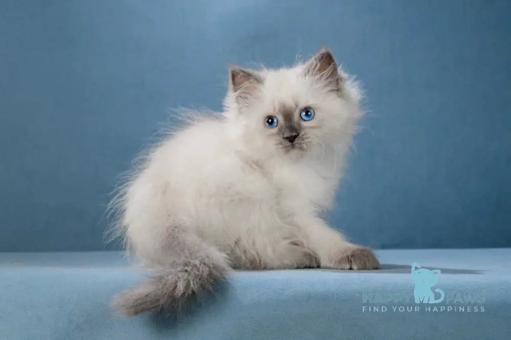 Levushka Neva Masquerade male blue pointed live animals