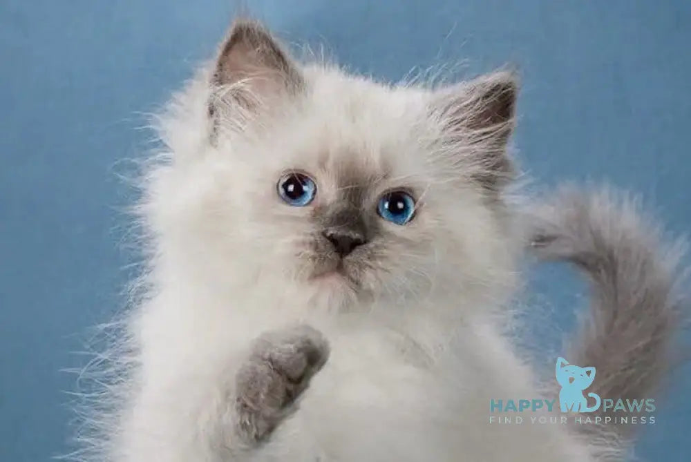 Levushka Neva Masquerade male blue pointed live animals