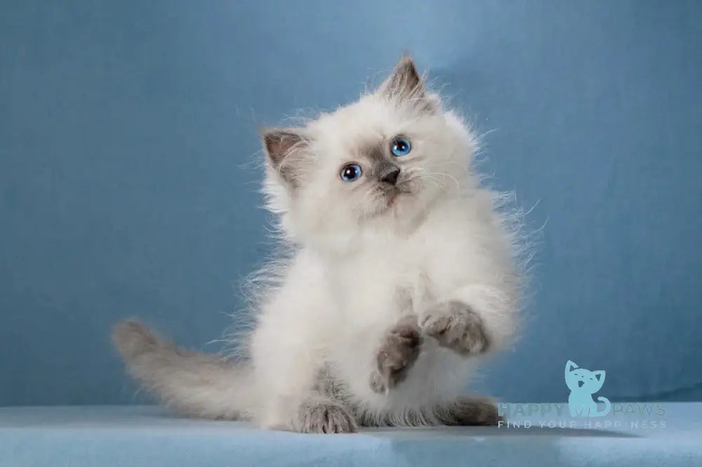 Levushka Neva Masquerade male blue pointed live animals