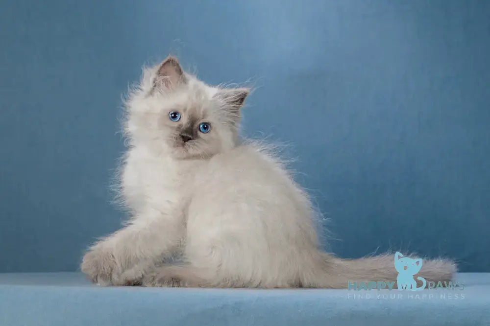 Levushka Neva Masquerade male blue pointed live animals