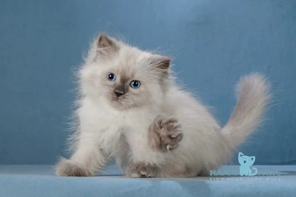 Levushka Neva Masquerade male blue pointed live animals