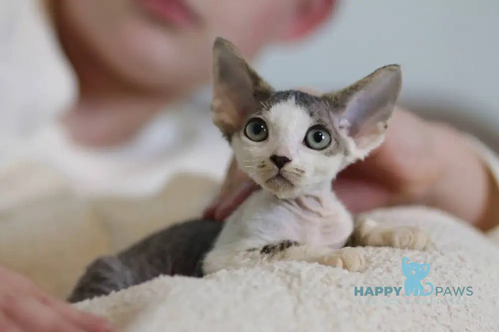 Lеwis Devon Rex male black tabby harlequin live animals