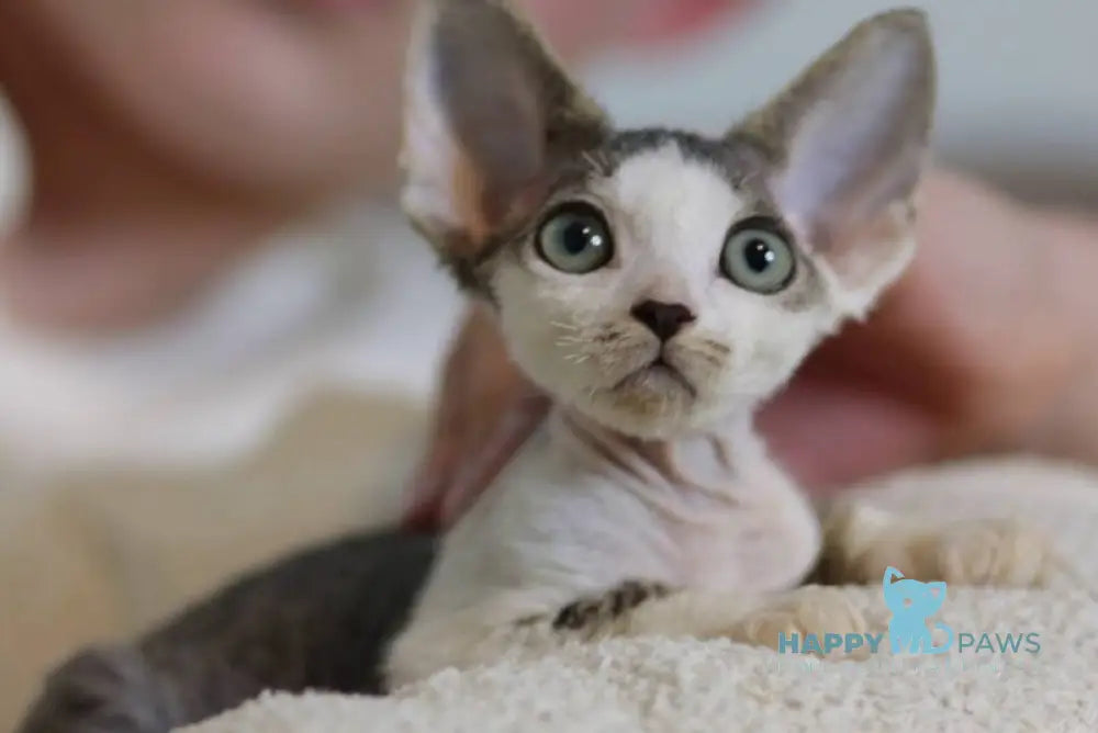 Lеwis Devon Rex male black tabby harlequin live animals