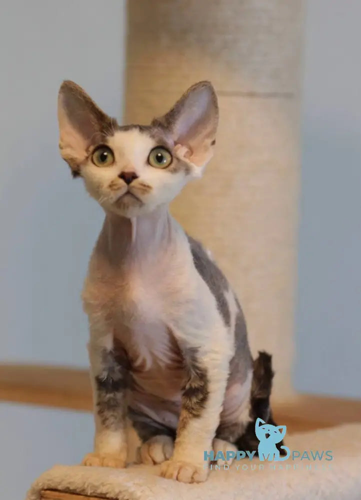 Lеwis Devon Rex male black tabby harlequin live animals