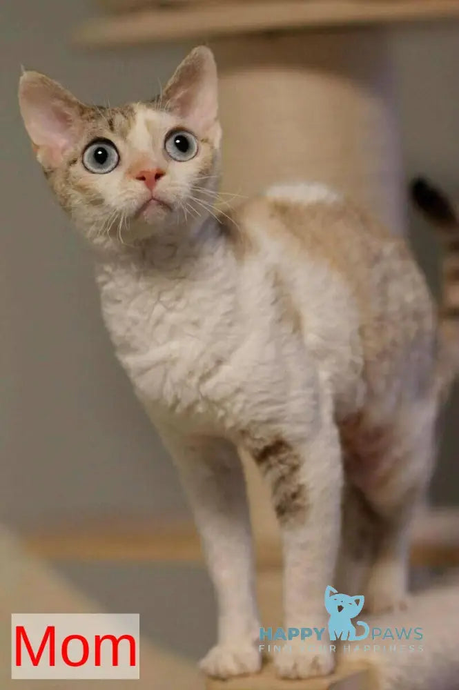 Lеwis Devon Rex male black tabby harlequin live animals