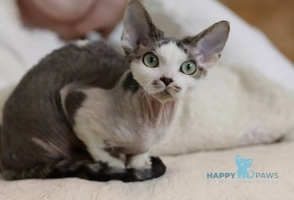 Lеwis Devon Rex male black tabby harlequin live animals