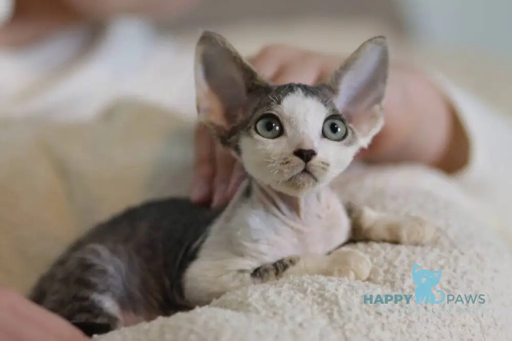 Lеwis Devon Rex male black tabby harlequin live animals