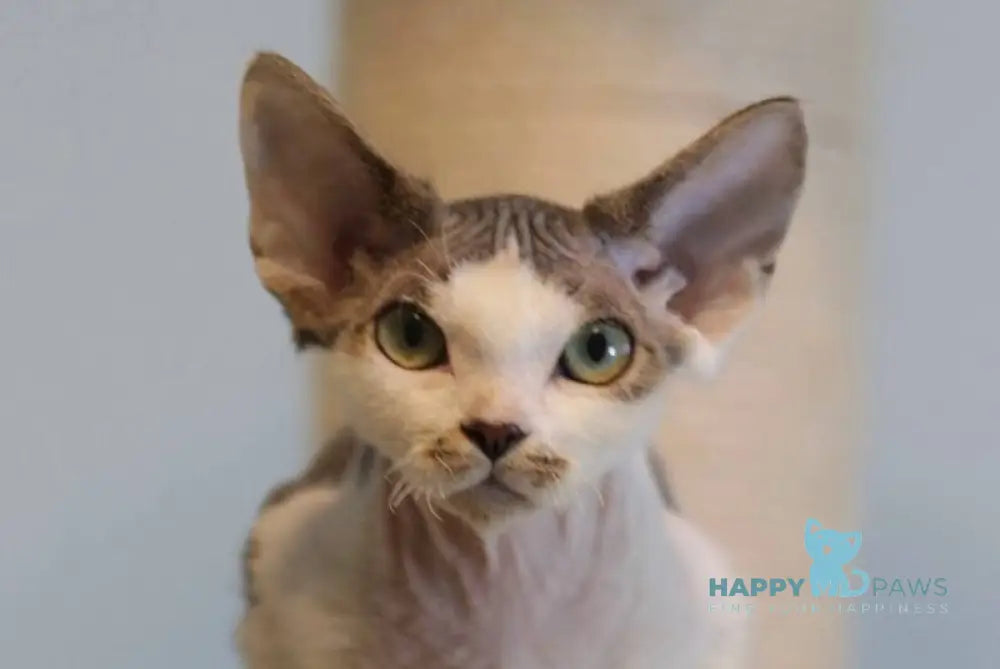 Lеwis Devon Rex male black tabby harlequin live animals