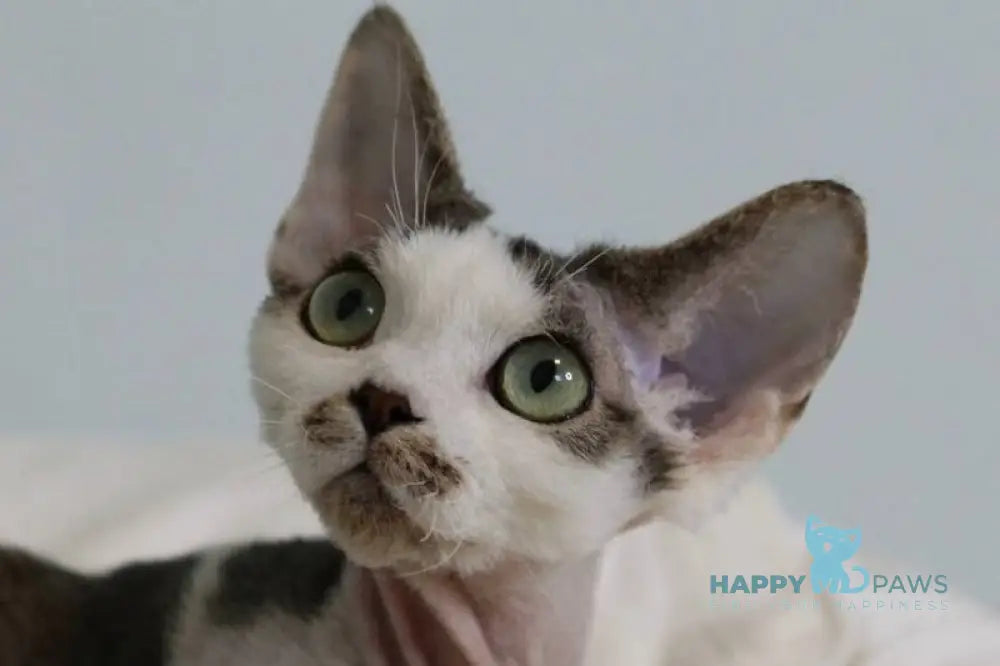 Lеwis Devon Rex male black tabby harlequin live animals