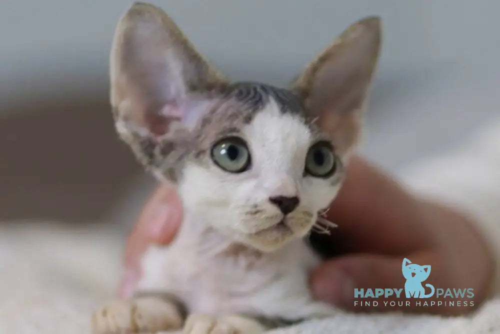 Lеwis Devon Rex male black tabby harlequin live animals