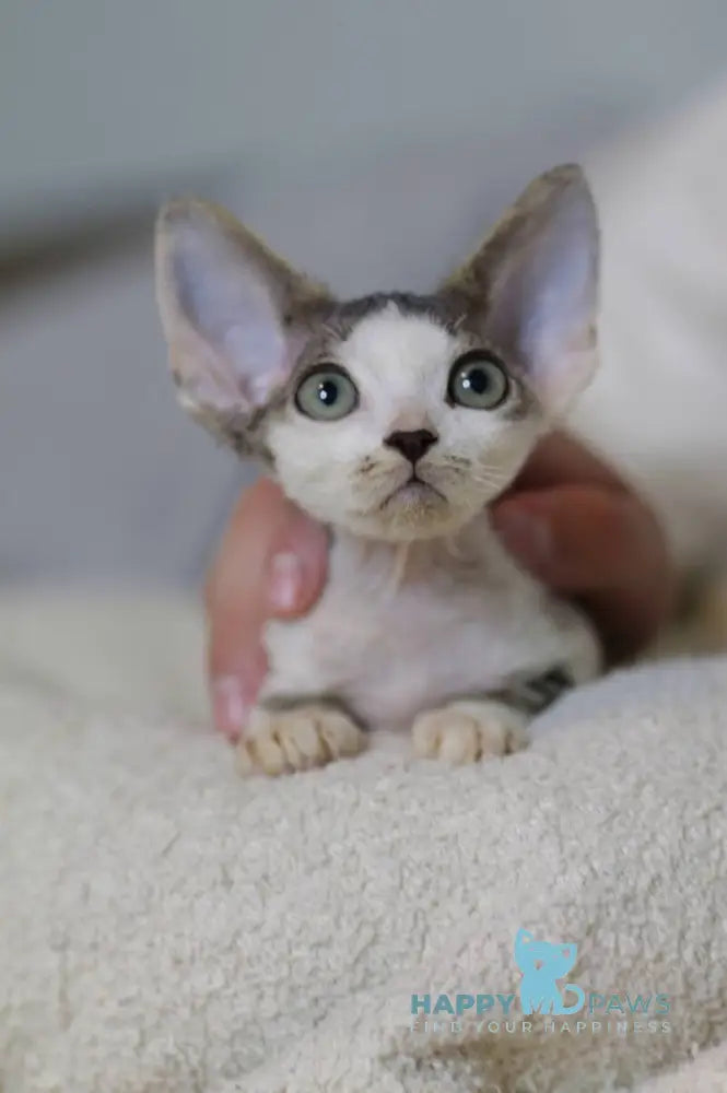 Lеwis Devon Rex male black tabby harlequin live animals