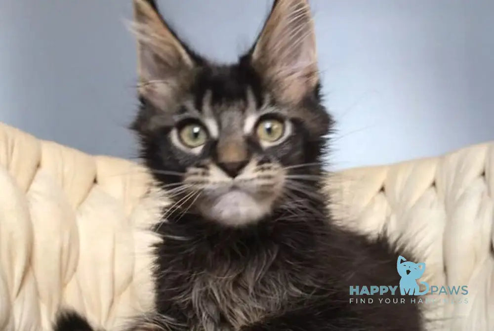 Lewis Maine Coon male black ticked tabby live animals