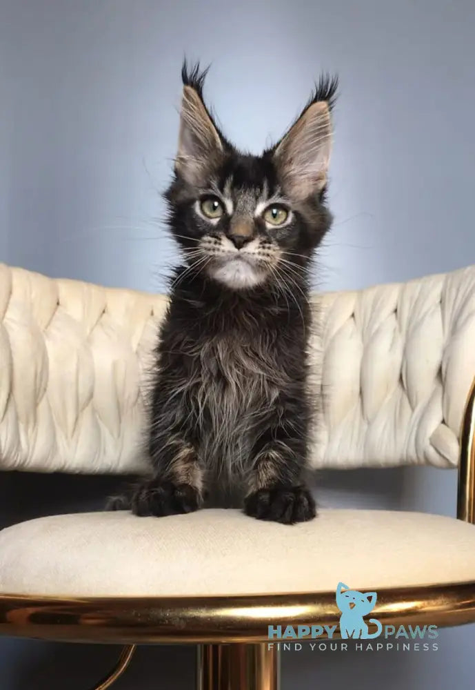 Lewis Maine Coon male black ticked tabby live animals