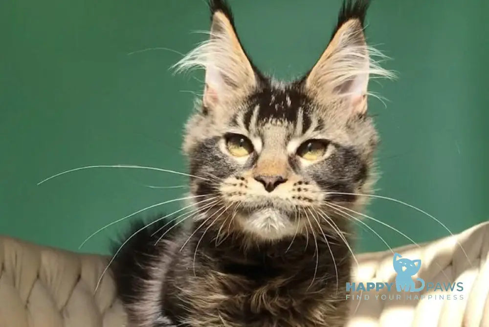Lewis Maine Coon male black ticked tabby live animals