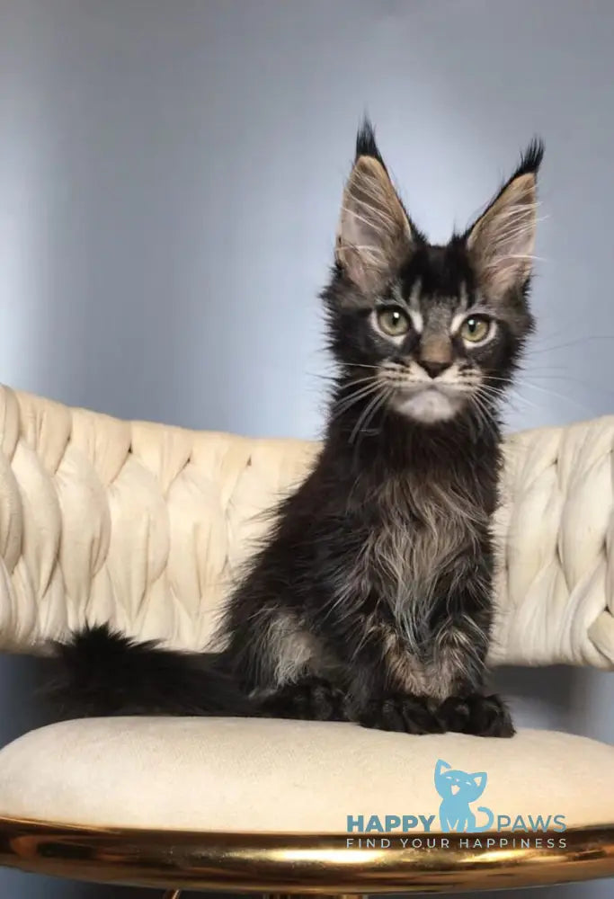 Lewis Maine Coon male black ticked tabby live animals