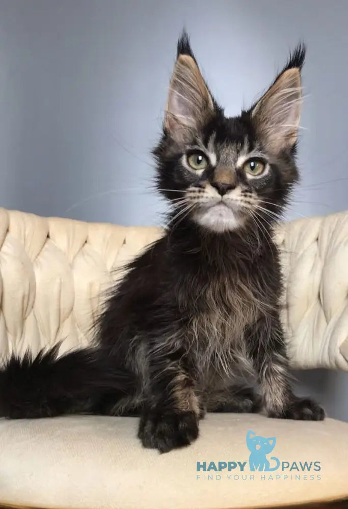Lewis Maine Coon male black ticked tabby live animals