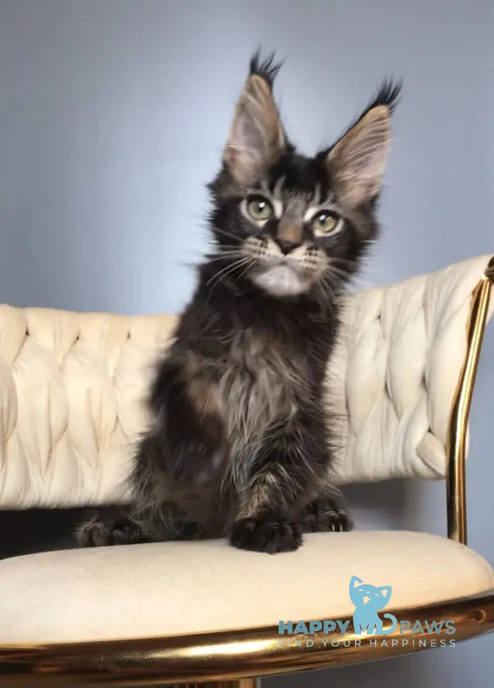 Lewis Maine Coon male black ticked tabby live animals