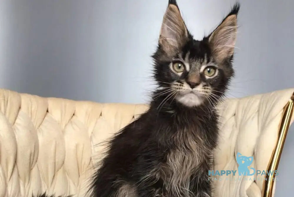 Lewis Maine Coon male black ticked tabby live animals