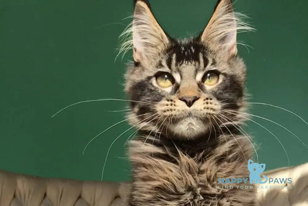 Lewis Maine Coon male black ticked tabby live animals