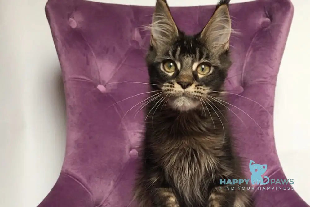 Lewis Maine Coon male black ticked tabby live animals