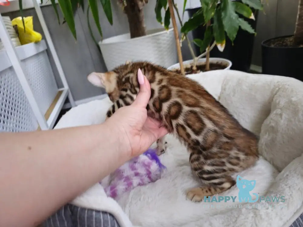 Lexa Bengal female black spotted tabby live animals