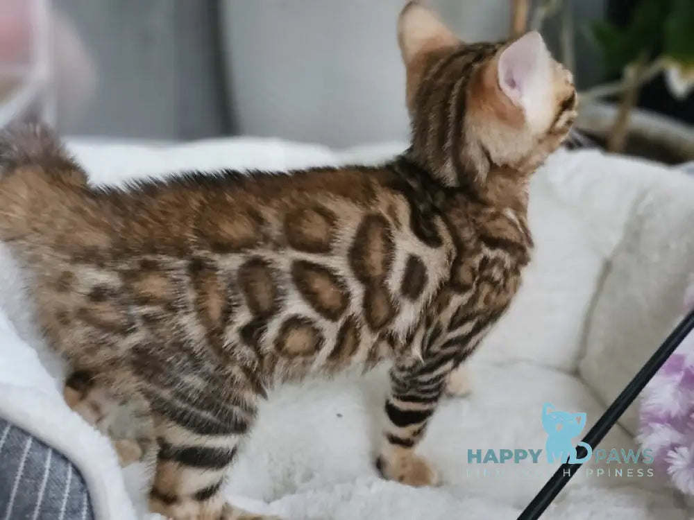 Lexa Bengal female black spotted tabby live animals