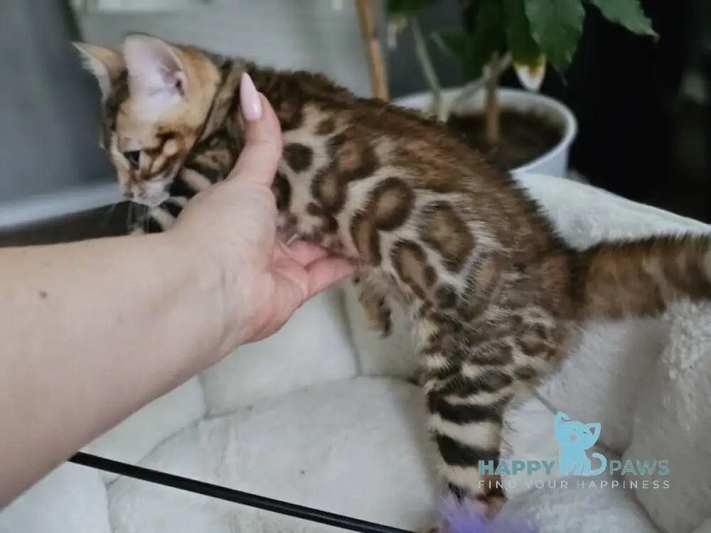 Lexa Bengal female black spotted tabby live animals