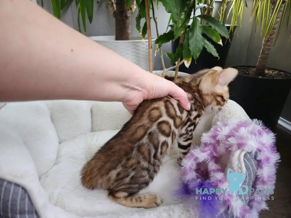 Lexa Bengal female black spotted tabby live animals