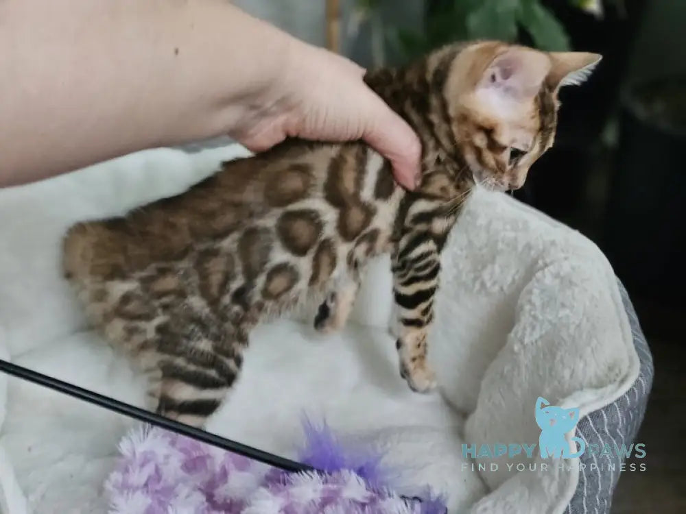 Lexa Bengal female black spotted tabby live animals