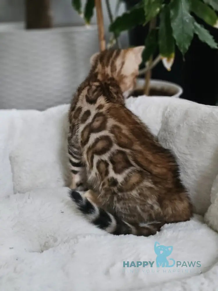 Lexa Bengal female black spotted tabby live animals