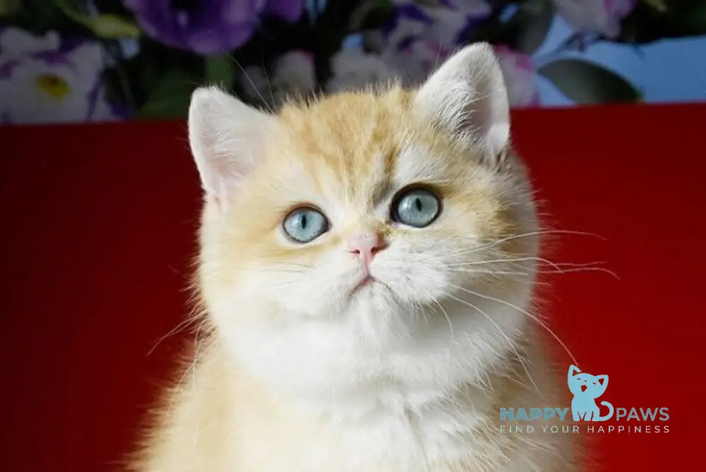 Lexi British Shorthair female chocolate golden shaded - live animals